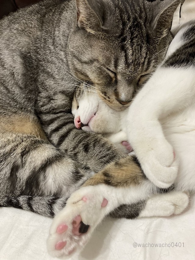 ずっと先輩（左）とは仲良しのわちょさん（右）。どんな夢を見ているのかな？