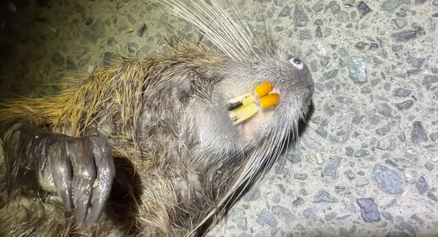 オレンジの歯がヌートリアの特徴／がやまるさん提供