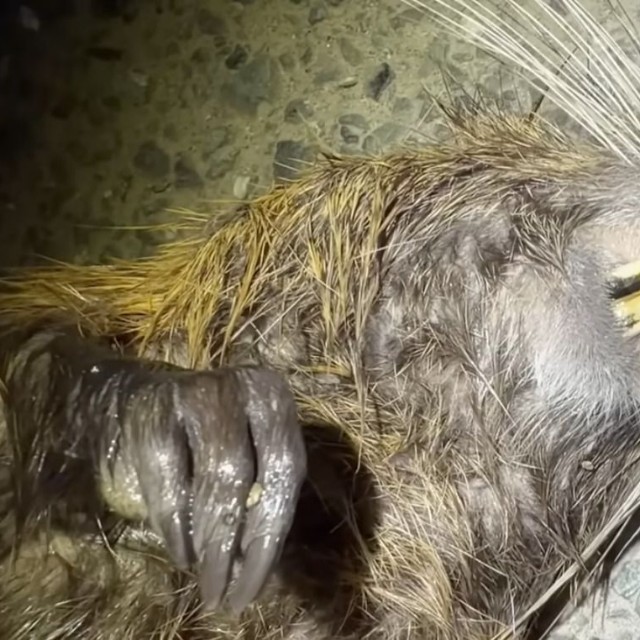 オレンジの歯がヌートリアの特徴／がやまるさん提供