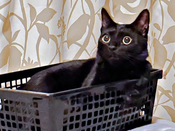 カゴの中でくつろぐポルちゃん（画像提供：つんさん）