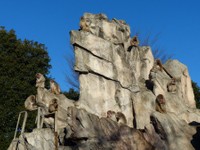 サル山でのんびり、おサルさんたち。暖冬だとくつろいでいるように見えますが…（公財・東京動物園協会提供）