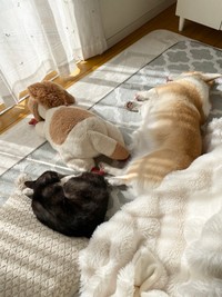 ならんで日向ぼっこする様子