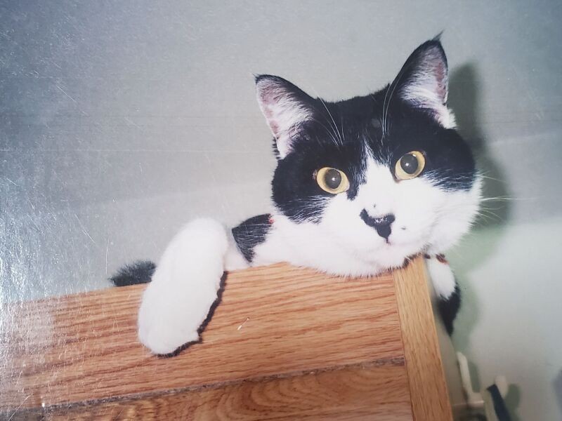 おとなしかった白黒リーナ