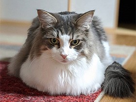 貴重な香箱姿をパシャリ　ふわふわのメインクーン「ミク」