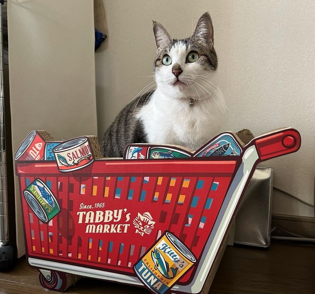 お買い物に行くよ〜＝napo_napo_さん提供