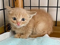 保護翌日の朝、先住犬のケージの中で不安そうな表情を浮かべるきなこくん（画像提供：まっちゃさん）