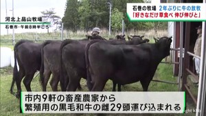 宮城・石巻市の市営牧場で牛の放牧が始まる　ストレス解消で健康増進や安産を