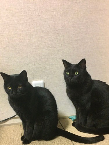 「初めはおうちの人も区別がつかなかったみたい、尻尾も同じように長いしね」。目の色が違うほか、パン（左）のほうが少し体が小さい（あいみさん提供）