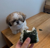 おやつを見つめる、はんぺんくん／飼い主さん提供