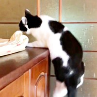 タンスの上にサッと移動するちもこちゃん（画像提供：ソラネコさんちさん）