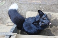 別日に撮影した神秘的なギンギツネ（画像提供：狐仙人乃弟子 トコノ オルタさん）