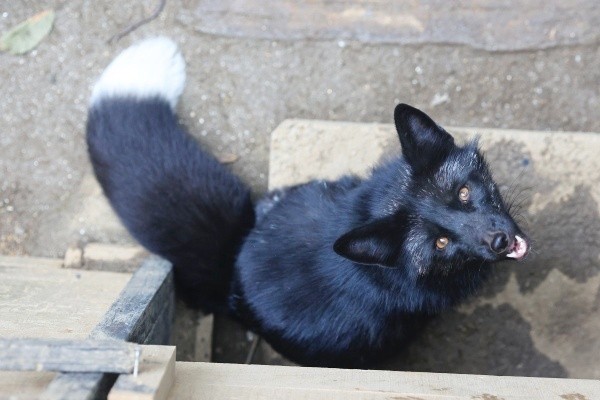別日に撮影した神秘的なギンギツネ（画像提供：狐仙人乃弟子 トコノ オルタさん）