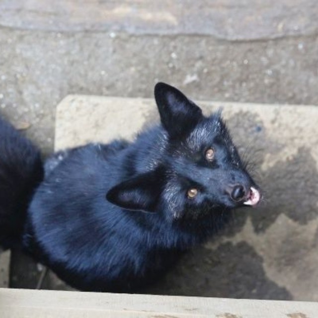 別日に撮影した神秘的なギンギツネ（画像提供：狐仙人乃弟子 トコノ オルタさん）