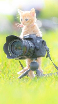 サイズ感が一緒のカメラと猫ちゃん（提供：Ryostory1124 銀座富士ギャラリー写真展 7/24までさん）