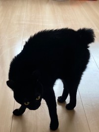 興奮して毛が逆立っている通称"やんのかステップ"（画像提供：黒猫あさりさん）