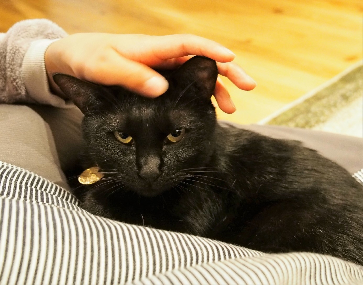 懲りていないような顔。でも、脱走予防は万全