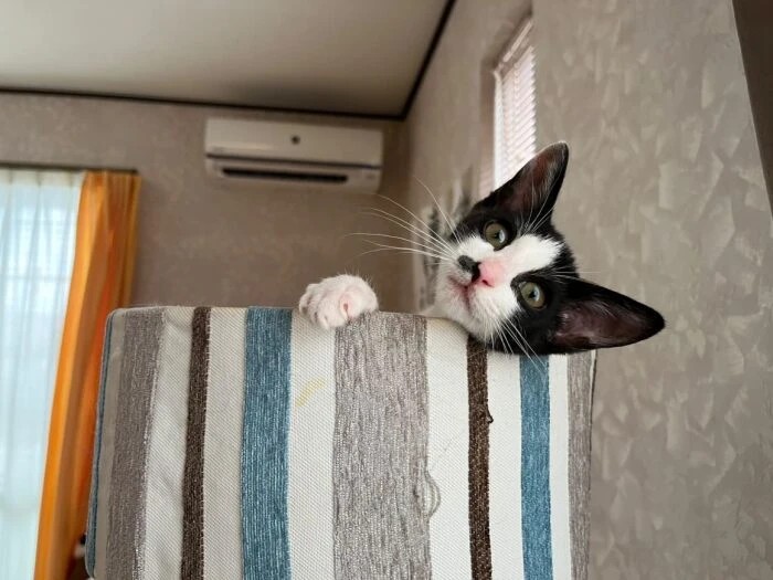 家にきたころの「しらたま」