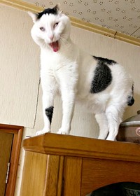 衝撃のボニャール顔になったしょうたくん（画像提供：きよダブシャインさん）