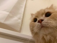 スマホを見ていると視界に入ってくるつきみくん／つきみねこさん（@____tukimineko）提供