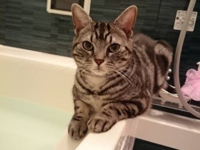 ゴロンでみんなをメロメロにする円卓の騎士　アメショ「ナイト」