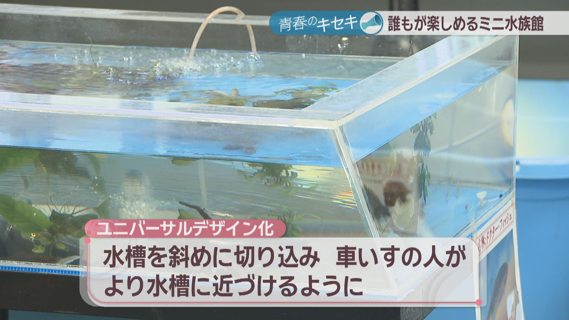 ぐでねこ『3月☆ミニ水族館』 誰もが楽しめるミニ水族館を！100種類以上の水の生き物たちを育てる