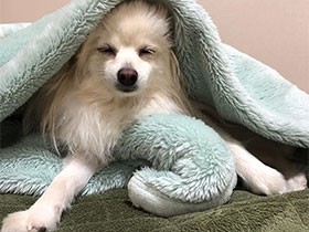 今起きたところ…まだ寝ぼけてるよ　ポメラニアンの「ひな」