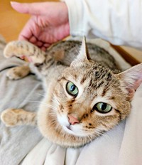 飼い主さんの膝上でのんびりくつろぐキィちゃん（画像提供：アヴェマナヴさん）