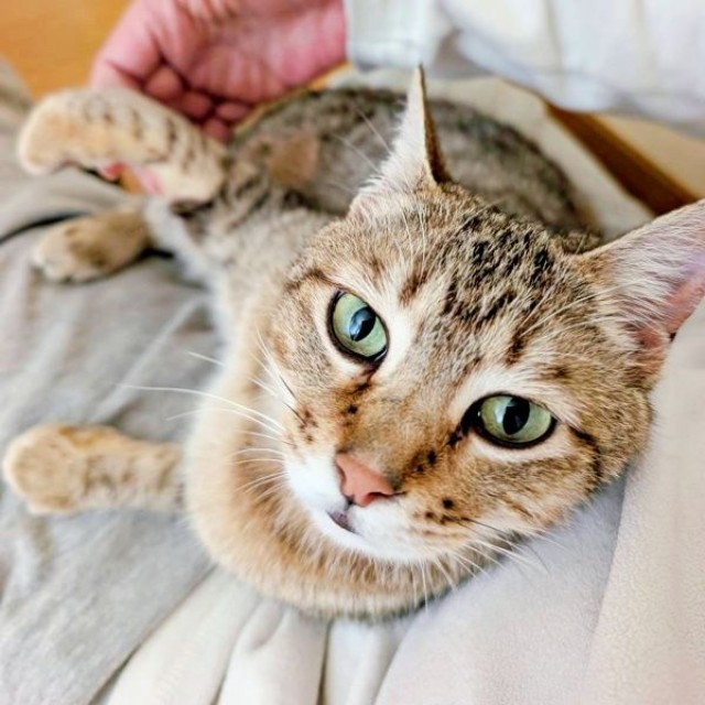 飼い主さんの膝上でのんびりくつろぐキィちゃん（画像提供：アヴェマナヴさん）