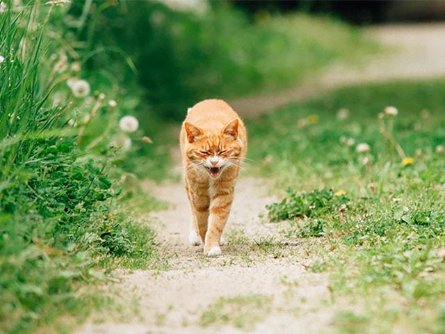 福島原発事故 被災地に取り残され 人を待ちわびる犬猫たち 犬 猫との幸せな暮らしのためのペット情報サイト Sippo