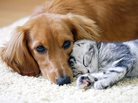 宮崎市議会、動物愛護議連を発足　犬猫との共生へ条例制定めざす