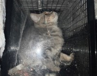 翌日、捕獲器の中に入ってくれました