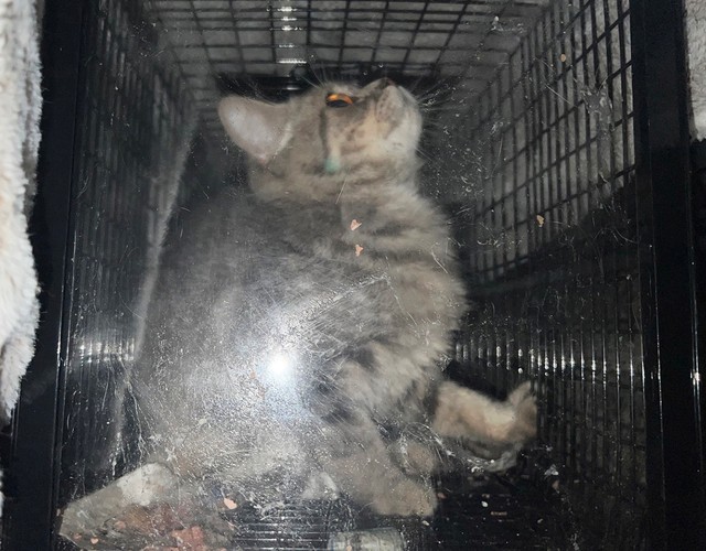 翌日、捕獲器の中に入ってくれました