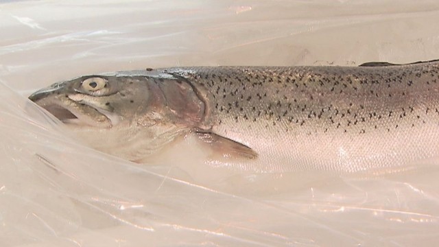 オリーブサーモン　4月2日からスーパーなどで販売　香川県