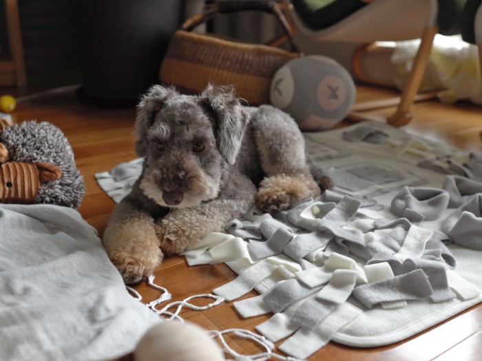 フリース製のＬｏｖｅ　ｗａｎ　Ｌｉｆｅのノーズワークマット。「これ、ただの寝床じゃないの？」