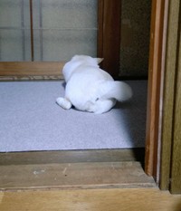 待ちきれず一人遊びを始めちゃうこめこちゃん【提供：白柴米粉（こめこ）さん】