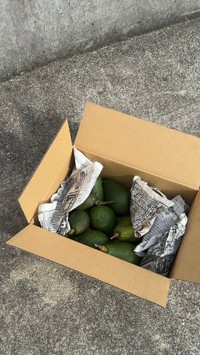 大量収穫した「国産」アボカド／hisaさん（@hisa.by）提供
