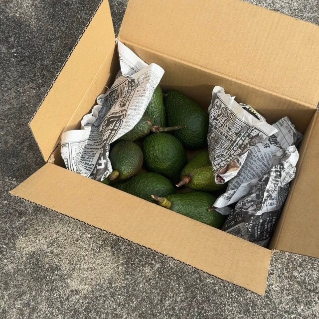 大量収穫した「国産」アボカド／hisaさん（@hisa.by）提供