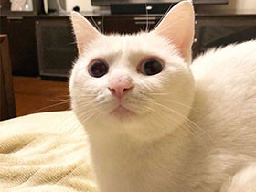 光を追うのが好き　耳の先の毛がかわいいミックス猫の「ラム」