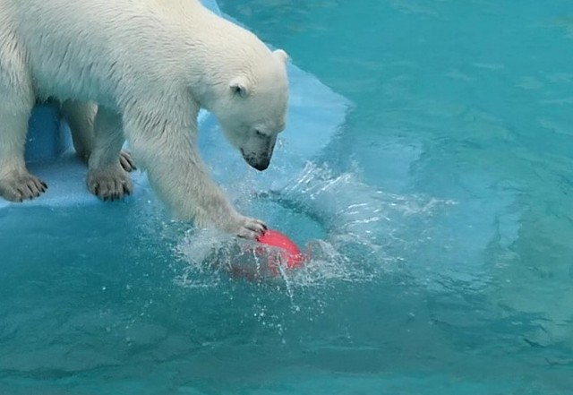 楕円形の浮き球で水面ドリブル。浮力が強くあちこち行きそうなのにしっかりコントロールできています