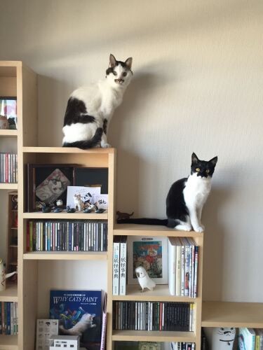 キャットステップも兼ねている中村家の本棚（提供：猫と建築社）