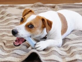 ボーンをカミカミ…この時間が至福なのです　ジャックラッセルテリア「EVE」