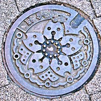 ochichanさん撮影。桜の花をモチーフにした東京都の下水道マンホールのフタ（画像提供：ochichanさん）