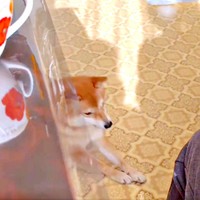 がっかりして後ずさりするようこちゃん（画像提供：シバシバお豆さん）