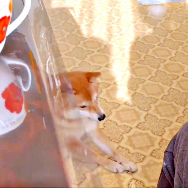 がっかりして後ずさりするようこちゃん（画像提供：シバシバお豆さん）