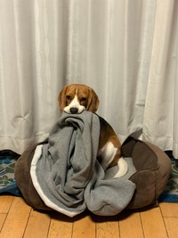 とうとう自分よりも大きい飼い主さんの洋服にも手を出したふてちゃん（提供：ふてぶてしい犬さん）