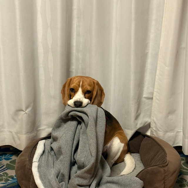 とうとう自分よりも大きい飼い主さんの洋服にも手を出したふてちゃん（提供：ふてぶてしい犬さん）