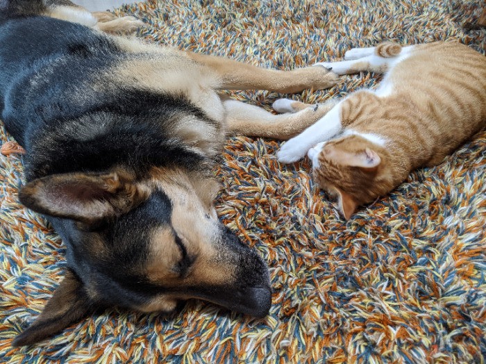 昼寝の時も、体のどこかで触れあっている（恵理さん提供）