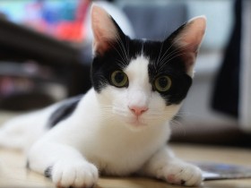 海岸でいじめられ保護された猫　いつも一緒だった先住猫を亡くし悲しみの「遠ぼえ」