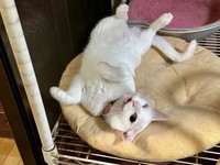 無防備なへそ天で誘惑されることも