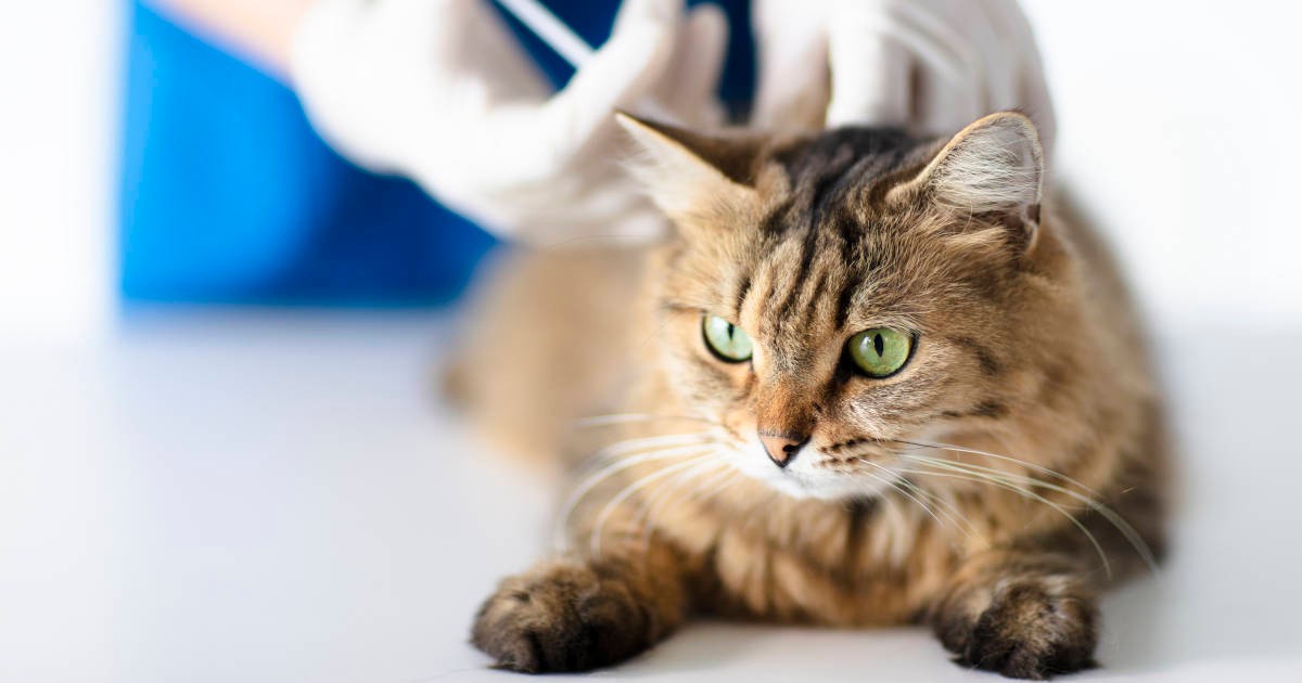 完全室内生活の猫もワクチン接種は必要 獣医師に聞く 接種しておくべき３つの理由 犬 猫との幸せな暮らしのためのペット情報サイト Sippo